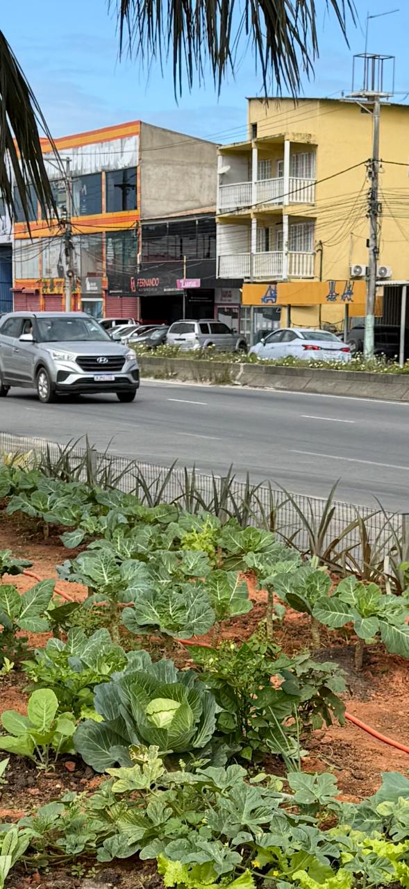 HORTA ORGÂNICA À BEIRA DA RODOVIA CHAMA ATENÇÃO EM SÃO PEDRO DA ALDEIA E VIRA DESTAQUE NA TV GLOBO