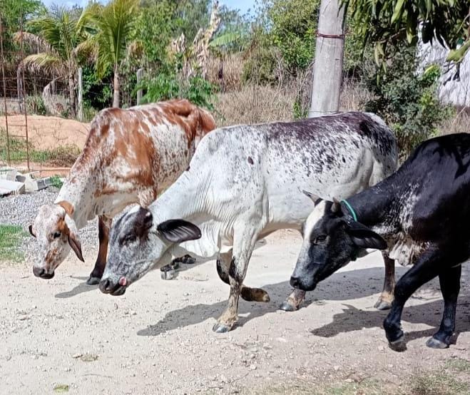Animais soltos nas ruas geram revolta em moradores de Aperibé